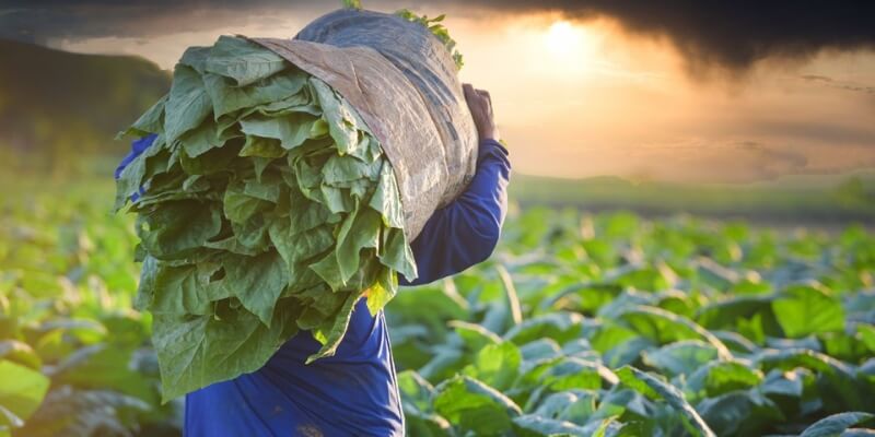 Cameroon tobacco export | buy tobacco from Cameroon | African tobacco exporters | Cameroon white pepper supplier | How to export cameroonian tobacco