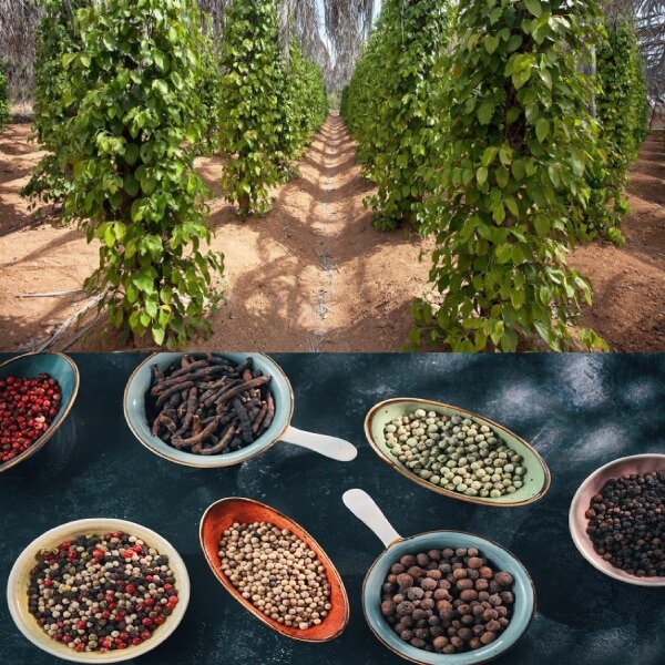 Cameroon tobacco export | buy tobacco from Cameroon | African tobacco exporters | Cameroon white pepper supplier | How to export cameroonian tobacco